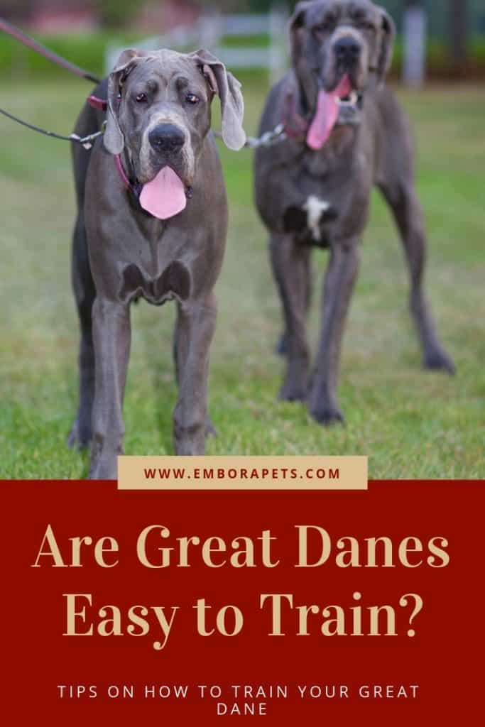 Are Great Danes Easy to Train? Embora Pets