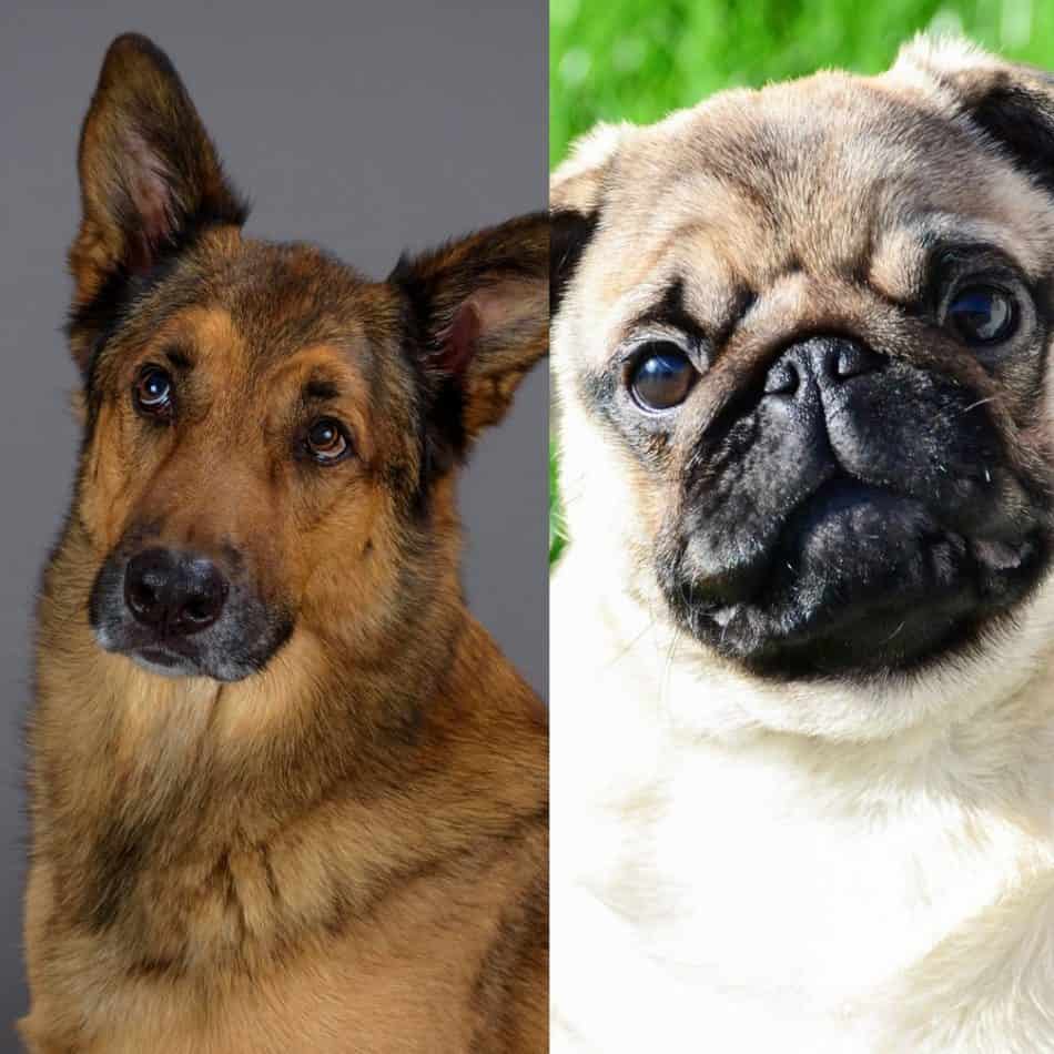 Adorable German Shepherd X Pug l2sanpiero