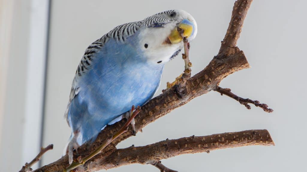 Parakeet Behavior Guide How to Know What They are Expressing Embora Pets