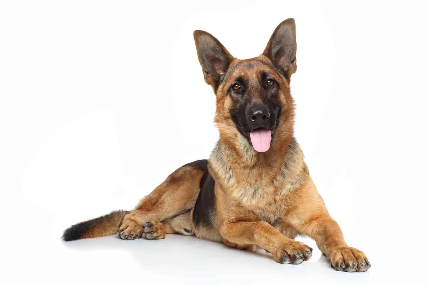 At What Age Do German Shepherds Stop Growing? Embora Pets
