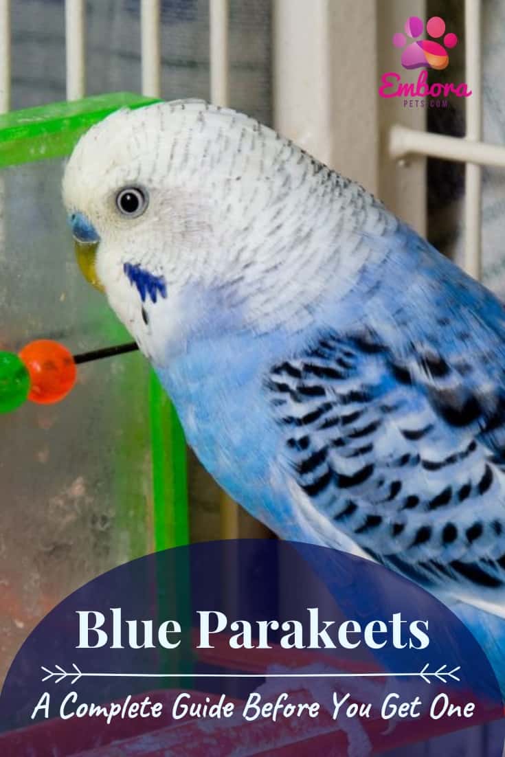 Blue Parakeets A Complete Guide Before You Get One Embora Pets