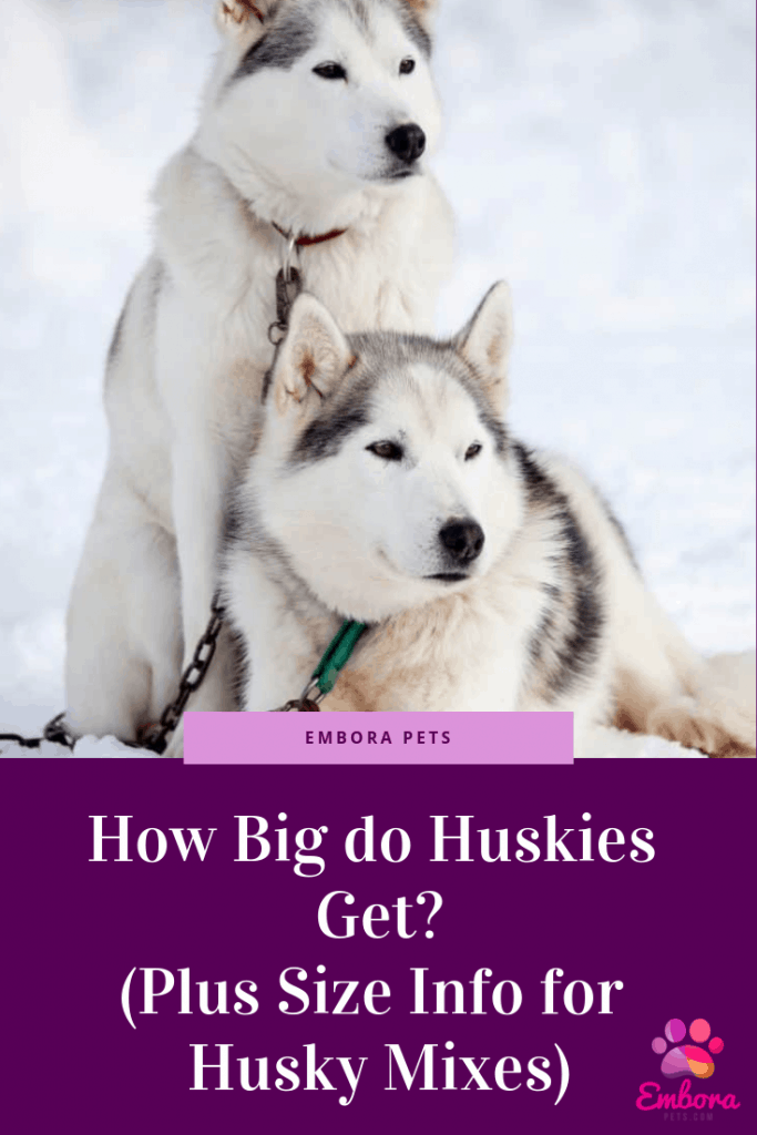 Siberian Husky Ideal Weight Chart A Visual Reference of Charts Chart