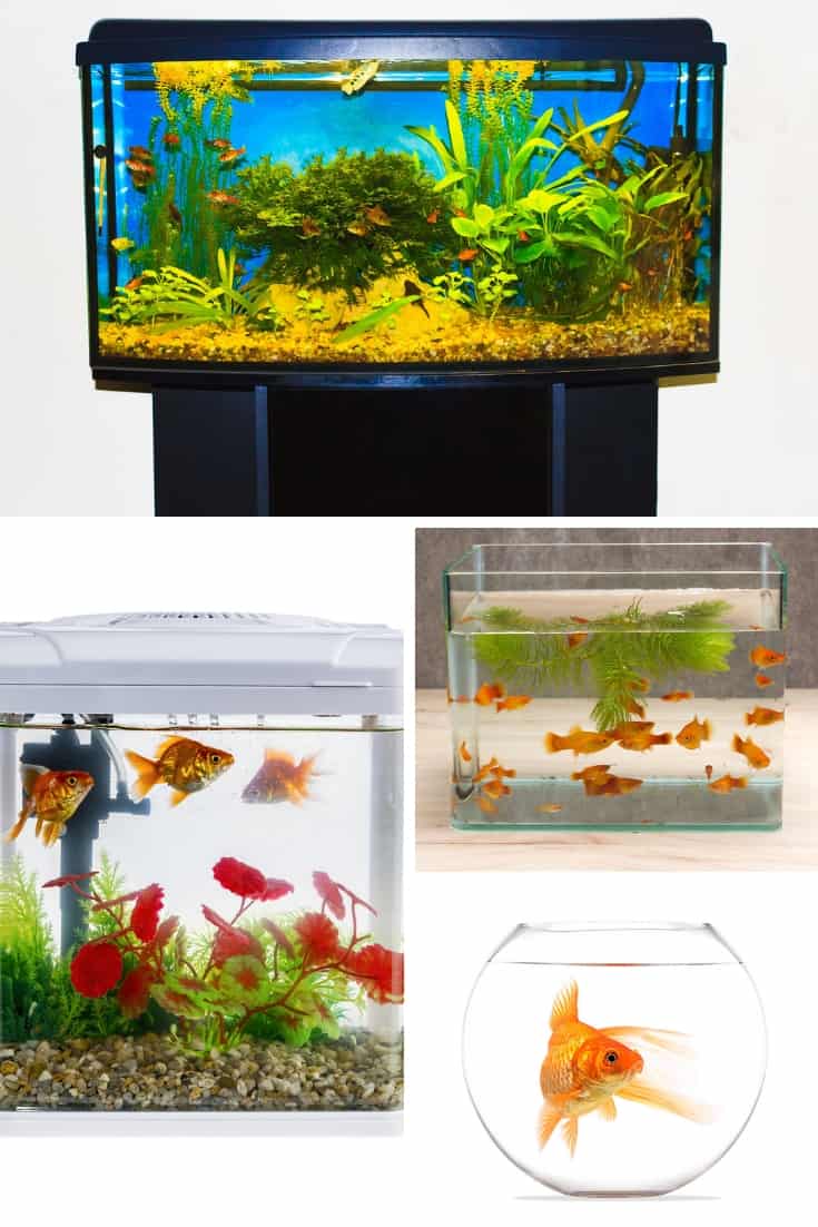 Aquarium Dimensions The Right Size for Your Home and Fish Species