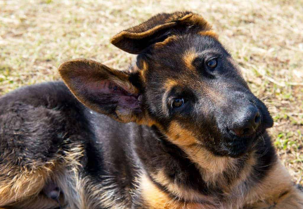 Average Cost of Buying a German Shepherd (With 21 Examples) Embora Pets