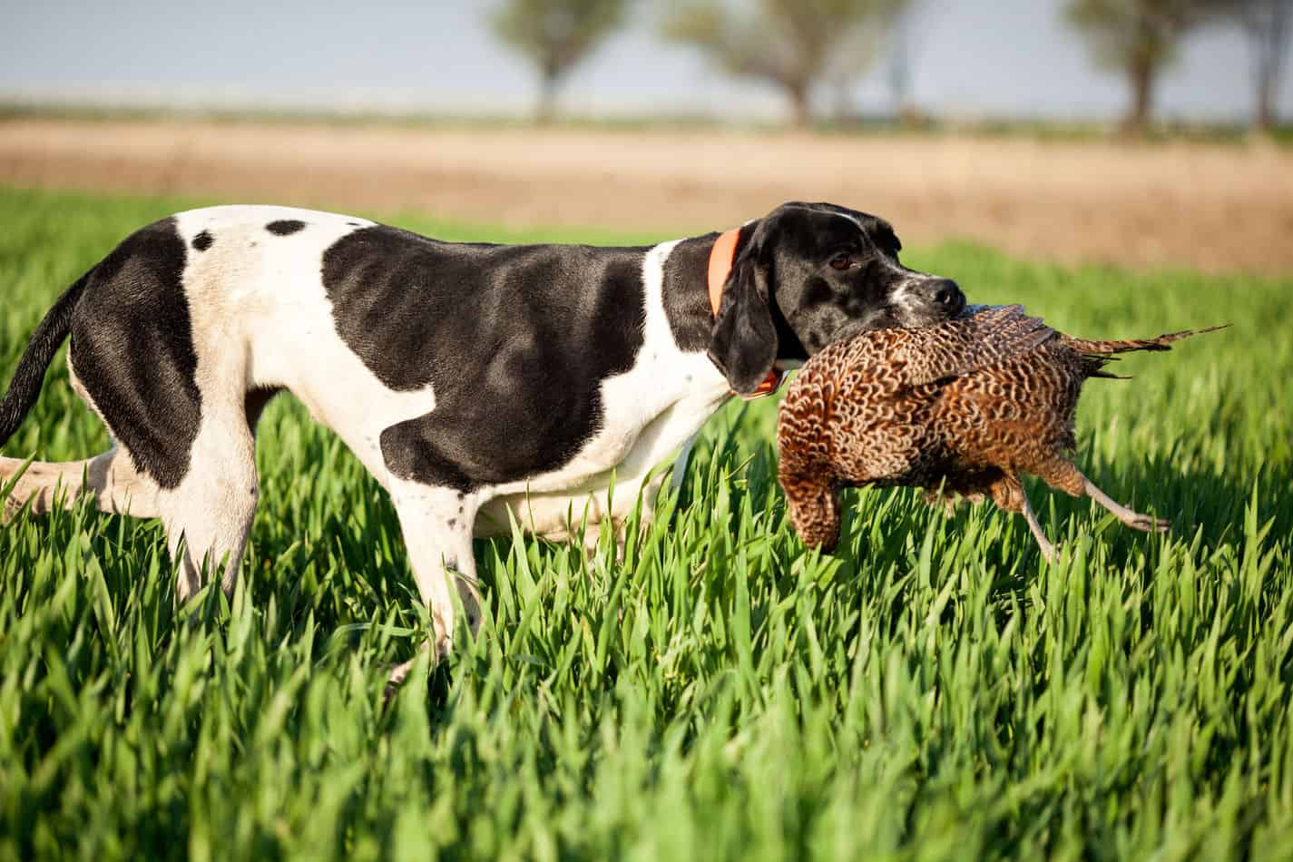 What are Pointers Bred for? Embora Pets