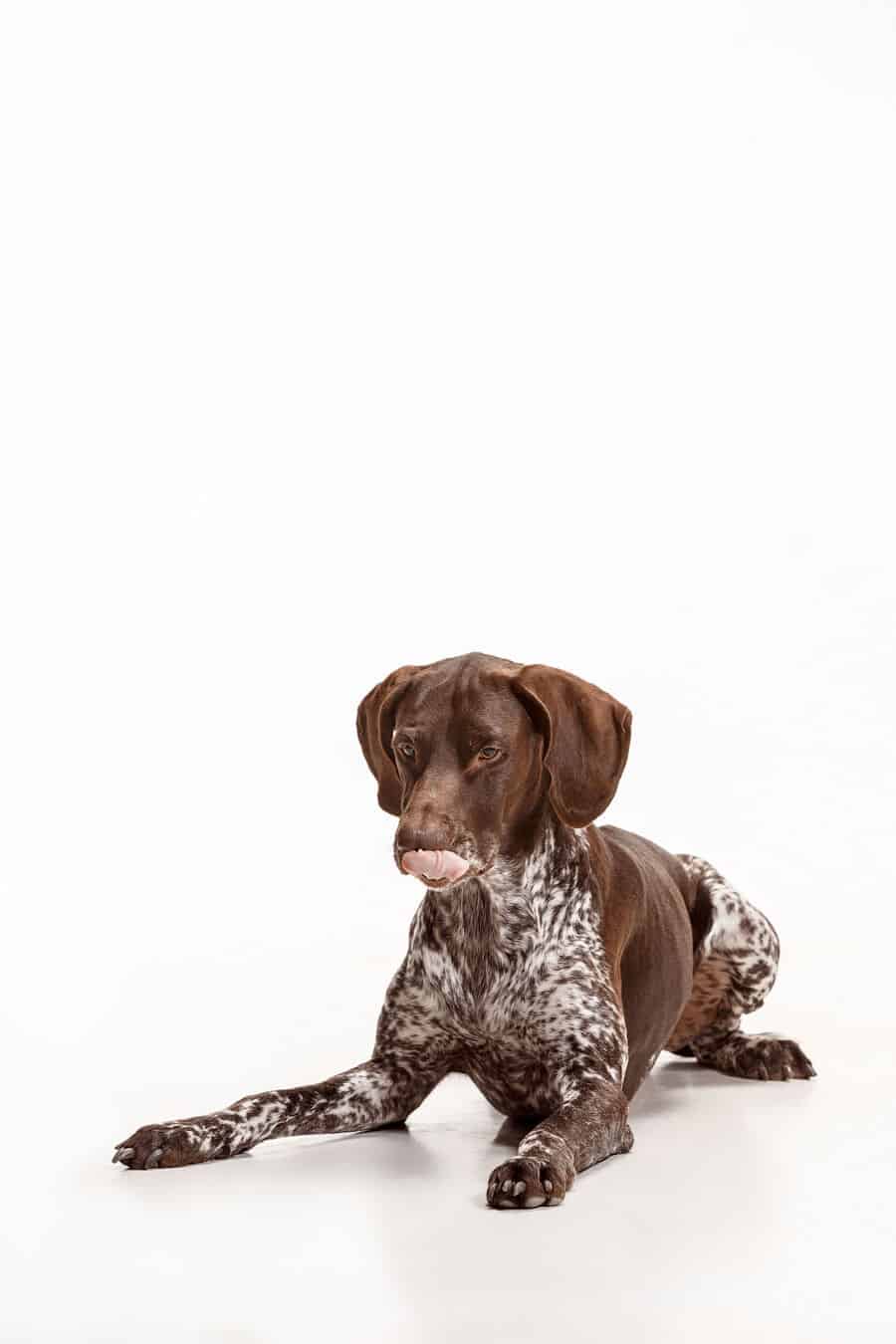 Are Gsp Good Family Dogs