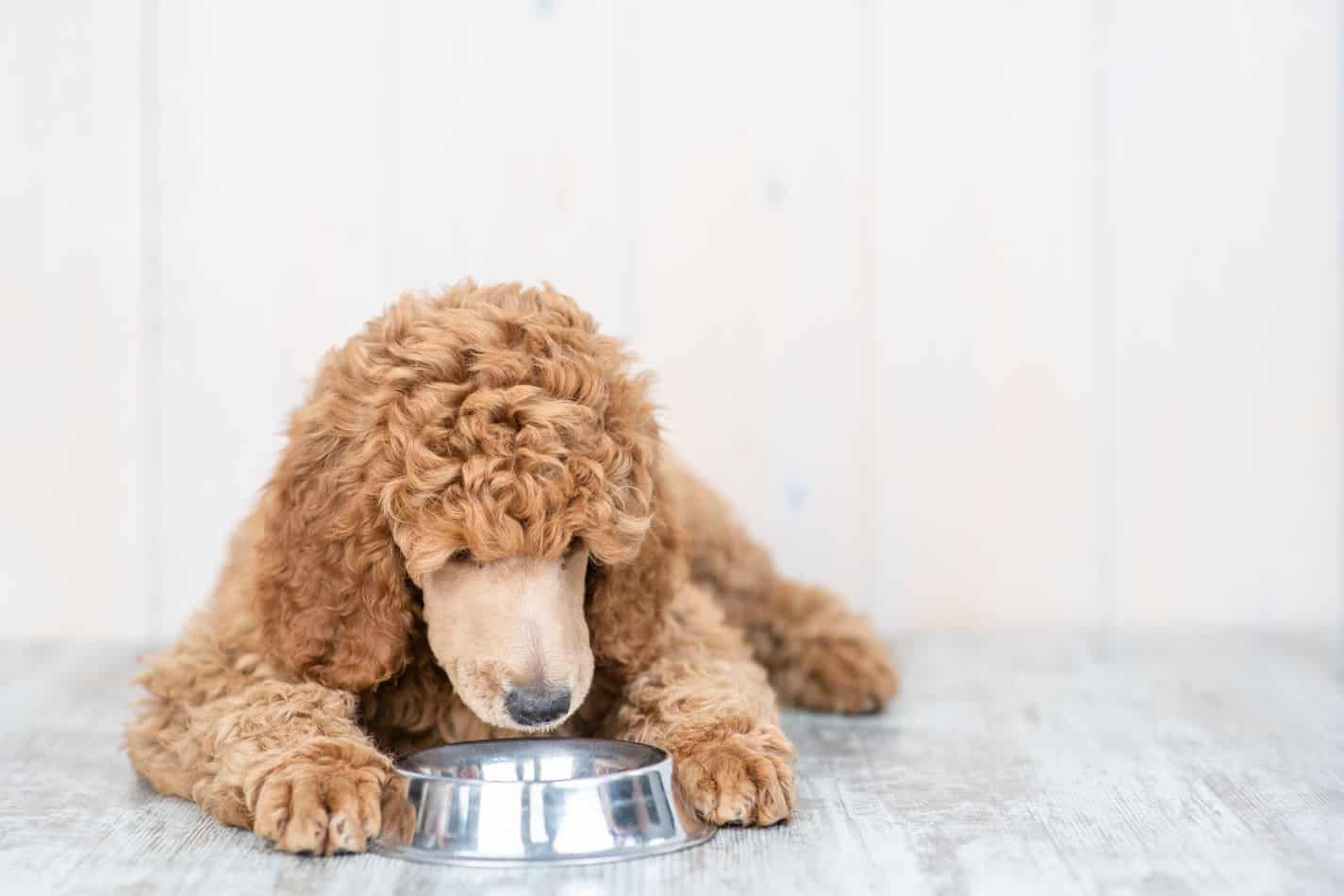 Can Poodles Eat Peanut Butter? Embora Pets
