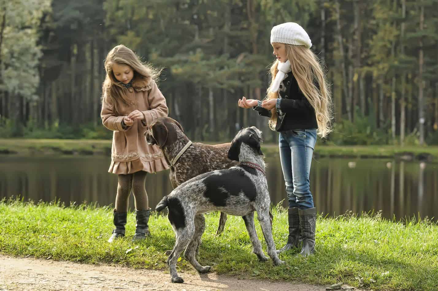 Are English Pointers Good Family Dogs