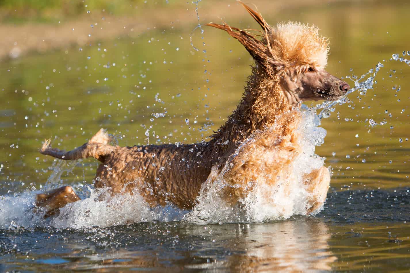 Can Poodles Stay Outside in the Heat? Embora Pets
