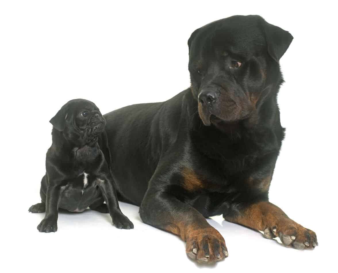 Rottweiler/Pug Mixes Pictures, Cost to Buy, and More! Embora Pets