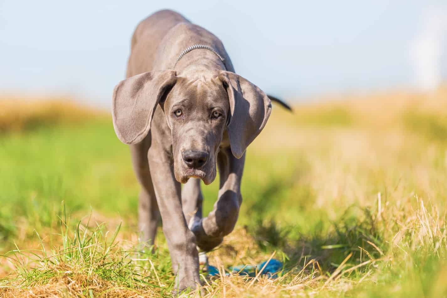 Are Great Danes Friendly