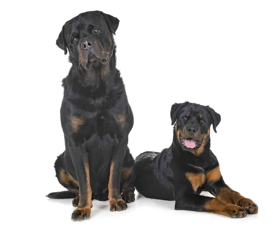 How Much Does A Female Rottweiler Weight