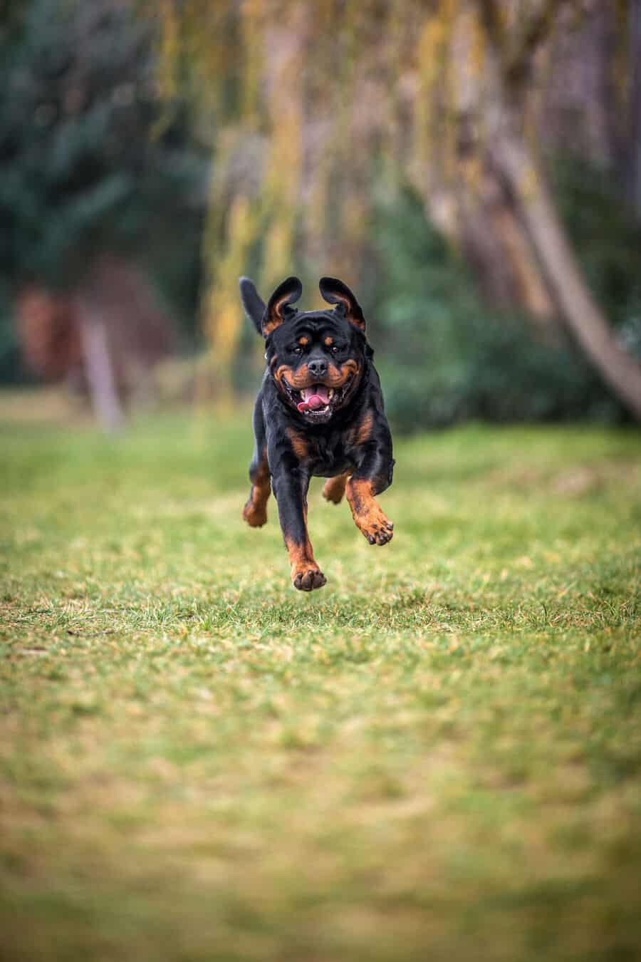 Can Rottweilers Run Long Distances? Embora Pets