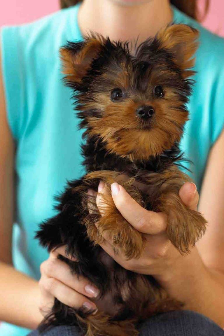 Are Yorkshire Terriers Good with Kids? A Guide for Parents. Embora Pets