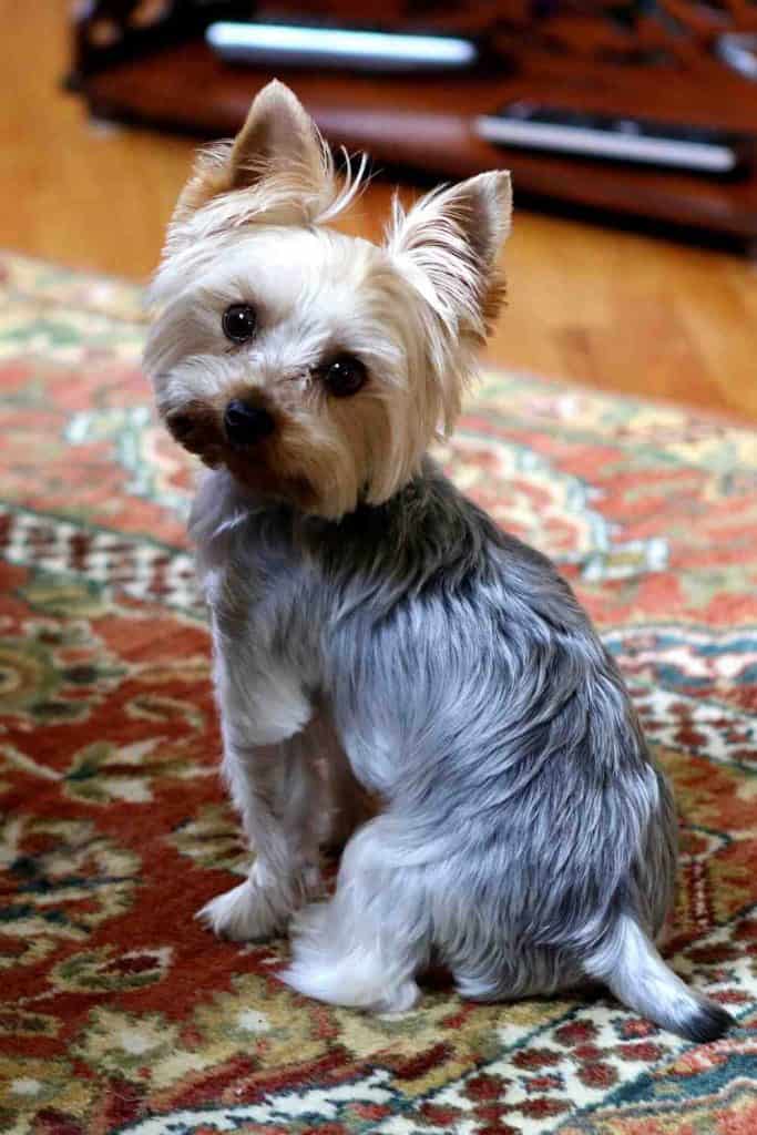 Are Yorkshire Terriers Good with Kids? A Guide for Parents. Embora Pets