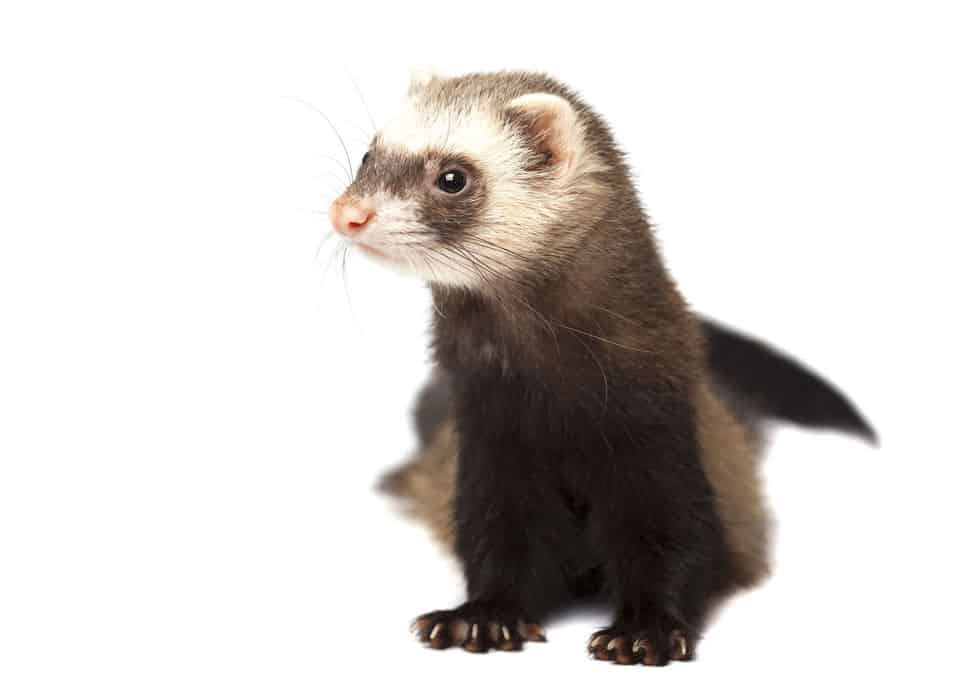 Ferrets as Pets Cost to Buy, Their Aggressiveness, and Life Expectancy