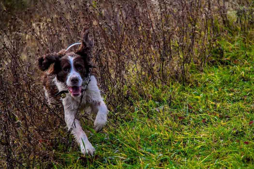 Are Springer Spaniels Good Hunting Dogs