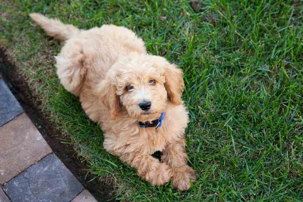How Long Does It Take To Potty Train A Goldendoodle? Embora Pets