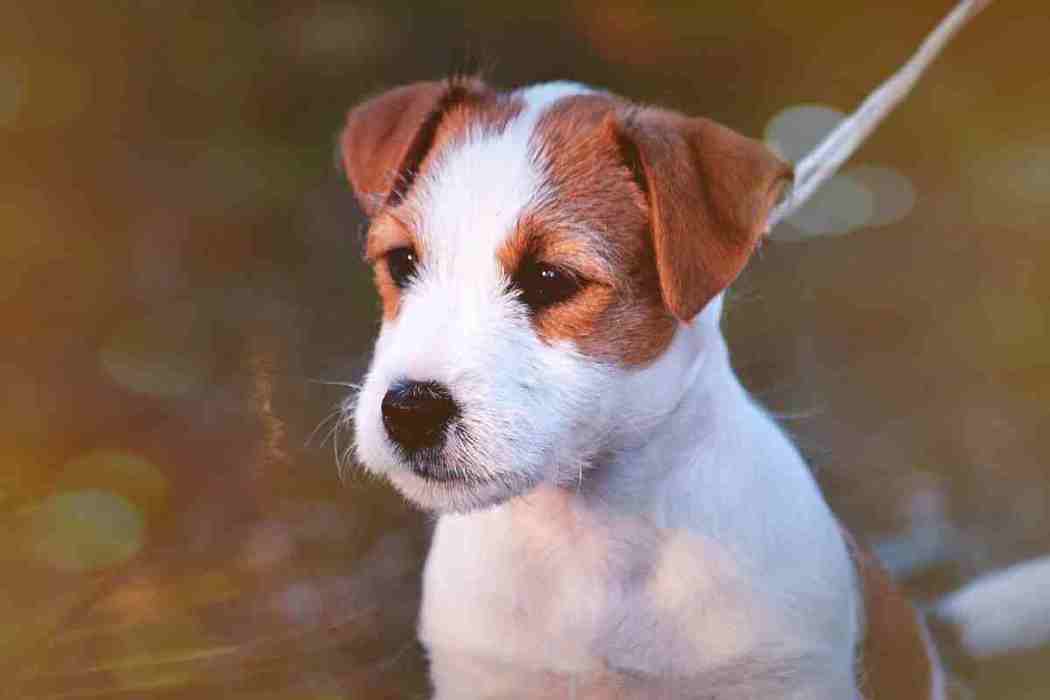 How big do Jack Russell Terriers Get? Embora Pets