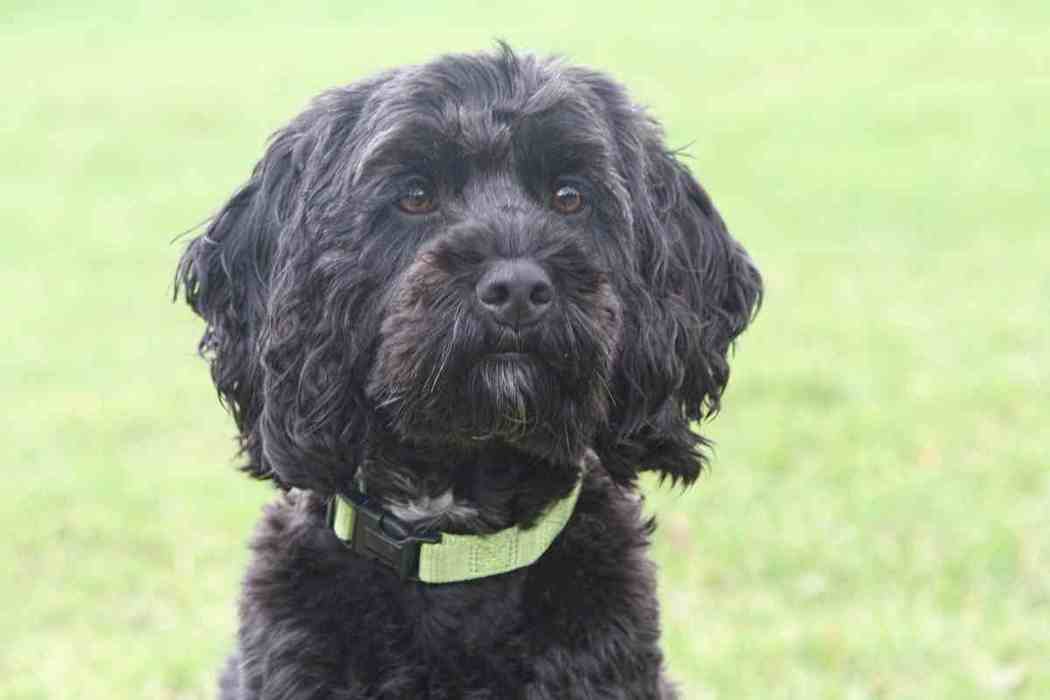 What Should I Feed My Cockapoo