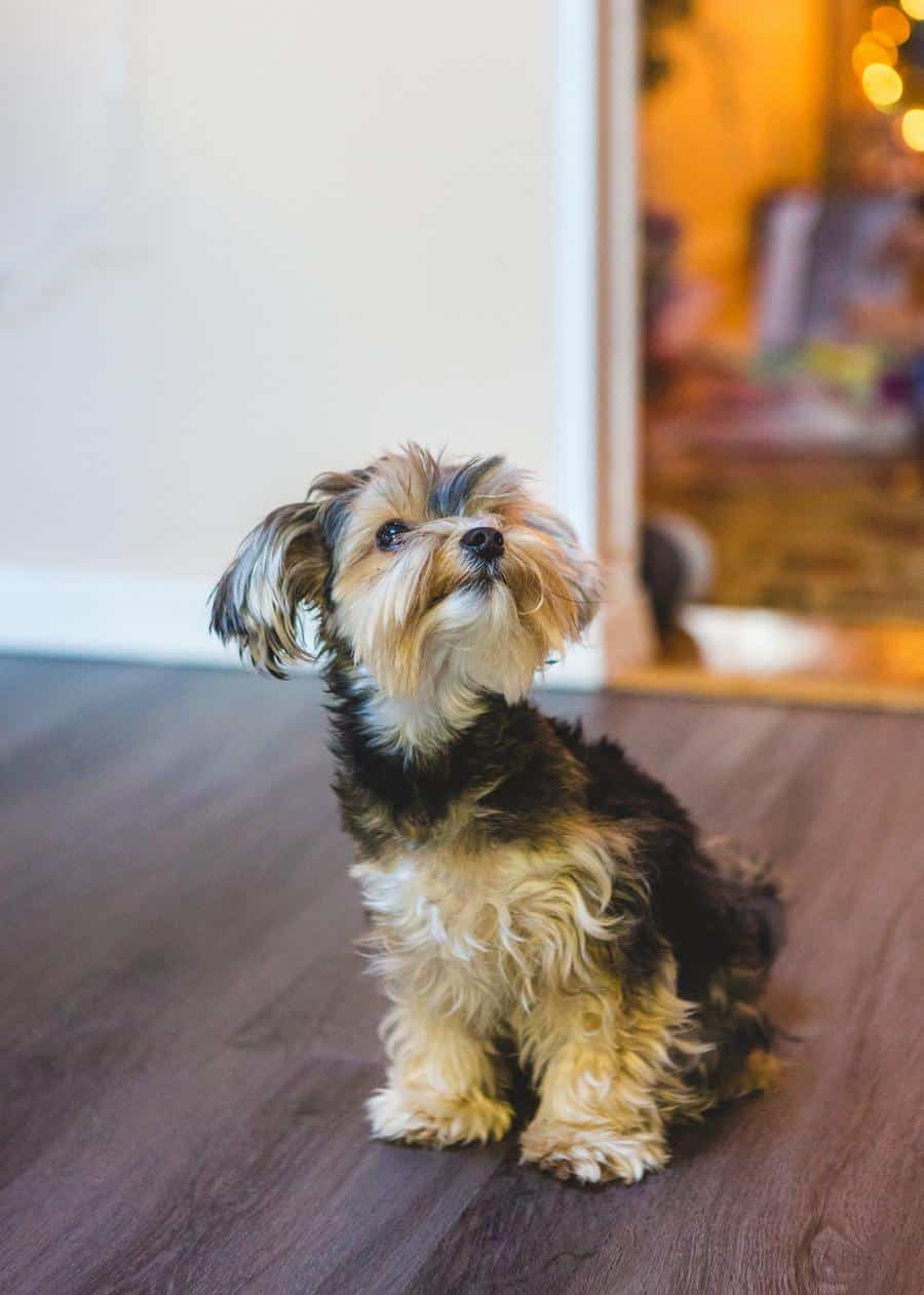 When Should A Yorkie Be Neutered? Embora Pets