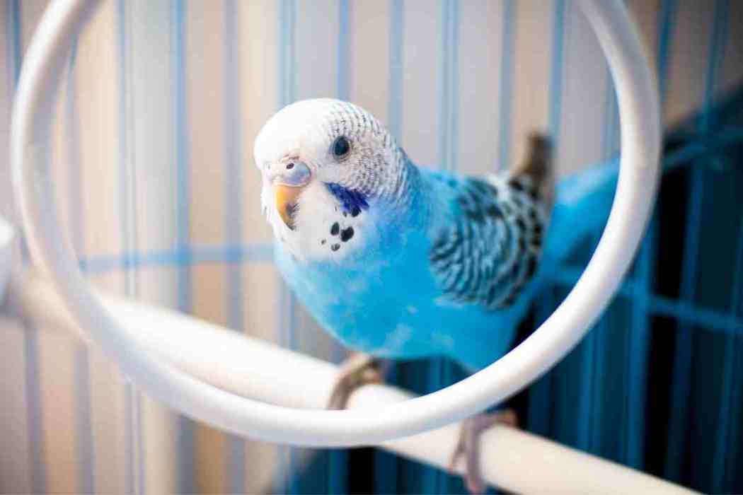 Blue Parakeets A Complete Guide Before You Get One Embora Pets