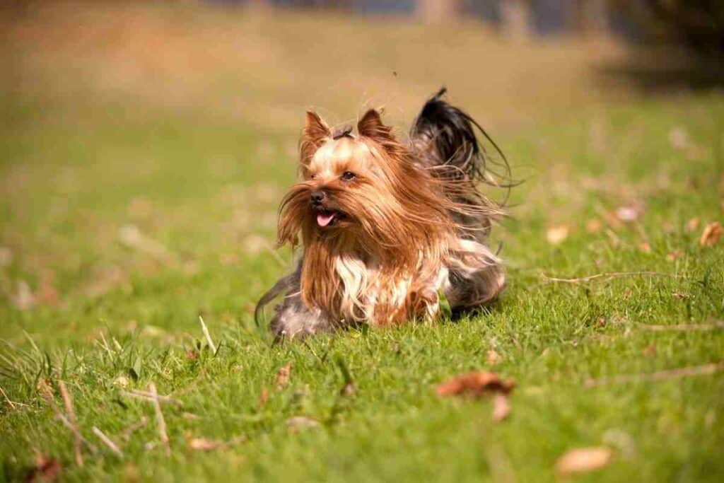 Are Yorkies Good Apartment Dogs? Embora Pets
