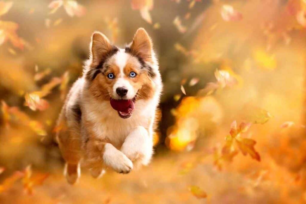 Do Australian Shepherds Change Color? Embora Pets