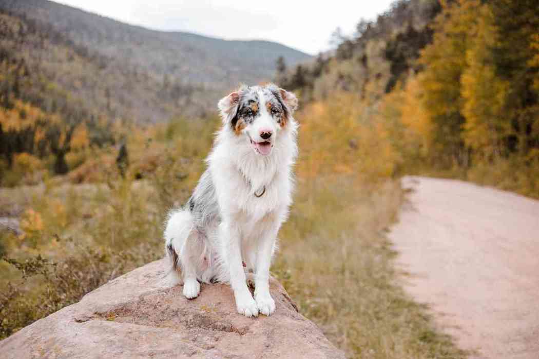 How Often Do Australian Shepherds Go Into Heat? Embora Pets