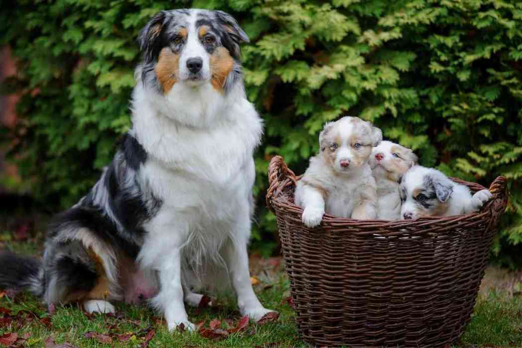 How Often Do Australian Shepherds Go Into Heat? Embora Pets