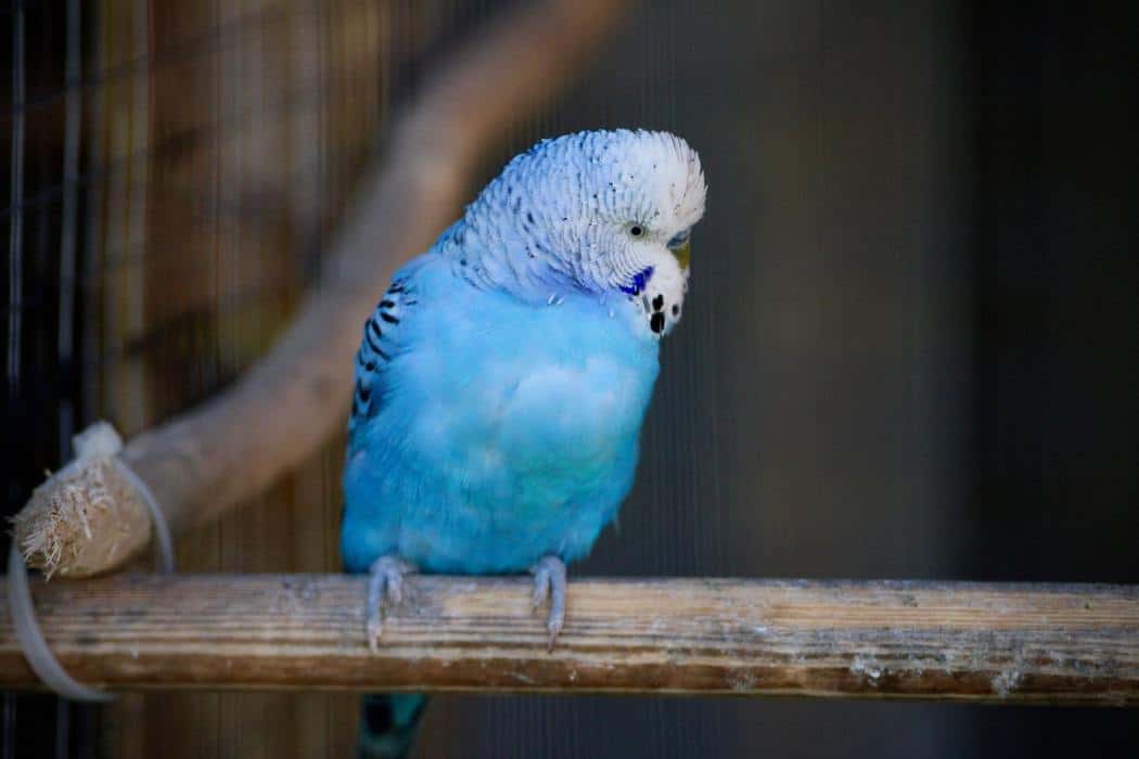Why is My Parakeet Breathing Fast? Embora Pets