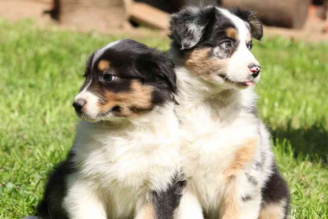 Do Australian Shepherds Like To Cuddle? Embora Pets