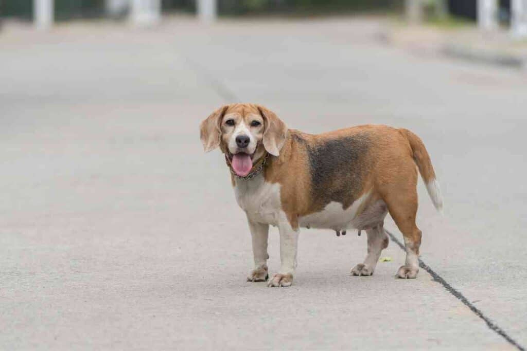 Do Beagles Change Color? Embora Pets