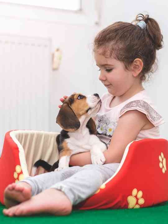 Why Do Beagles Like To Cuddle