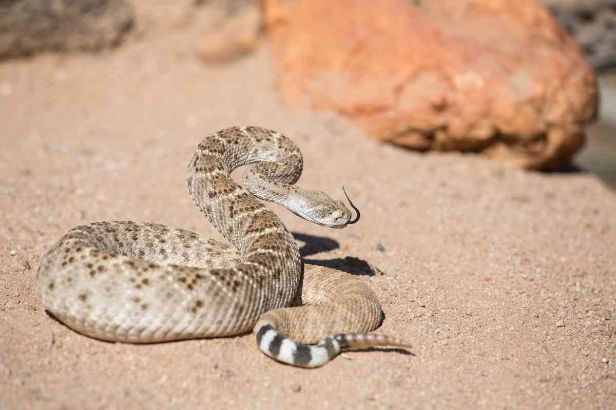 Gopher Snake Vs Rattlesnake 15 Key Differences Explained Embora Pets