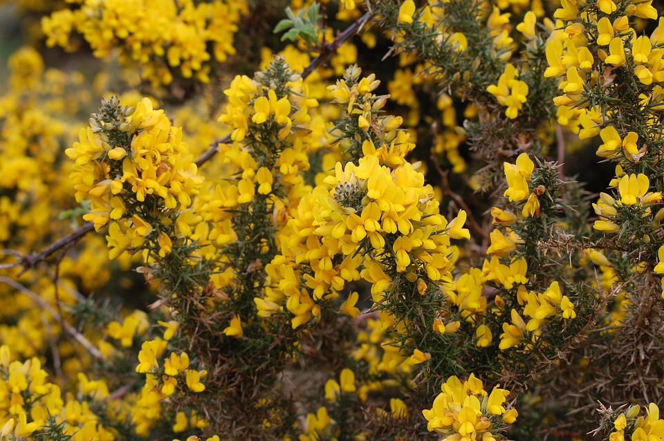 Lessons From a Gorse Bush