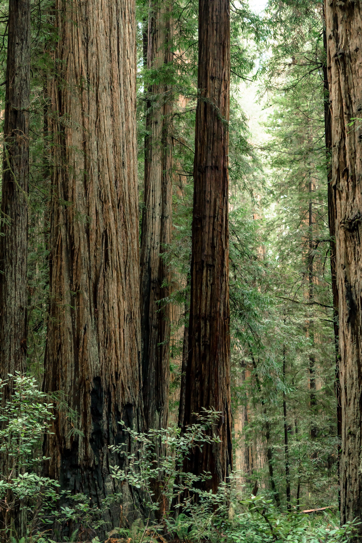 Can You Take Dogs To Redwood Forest