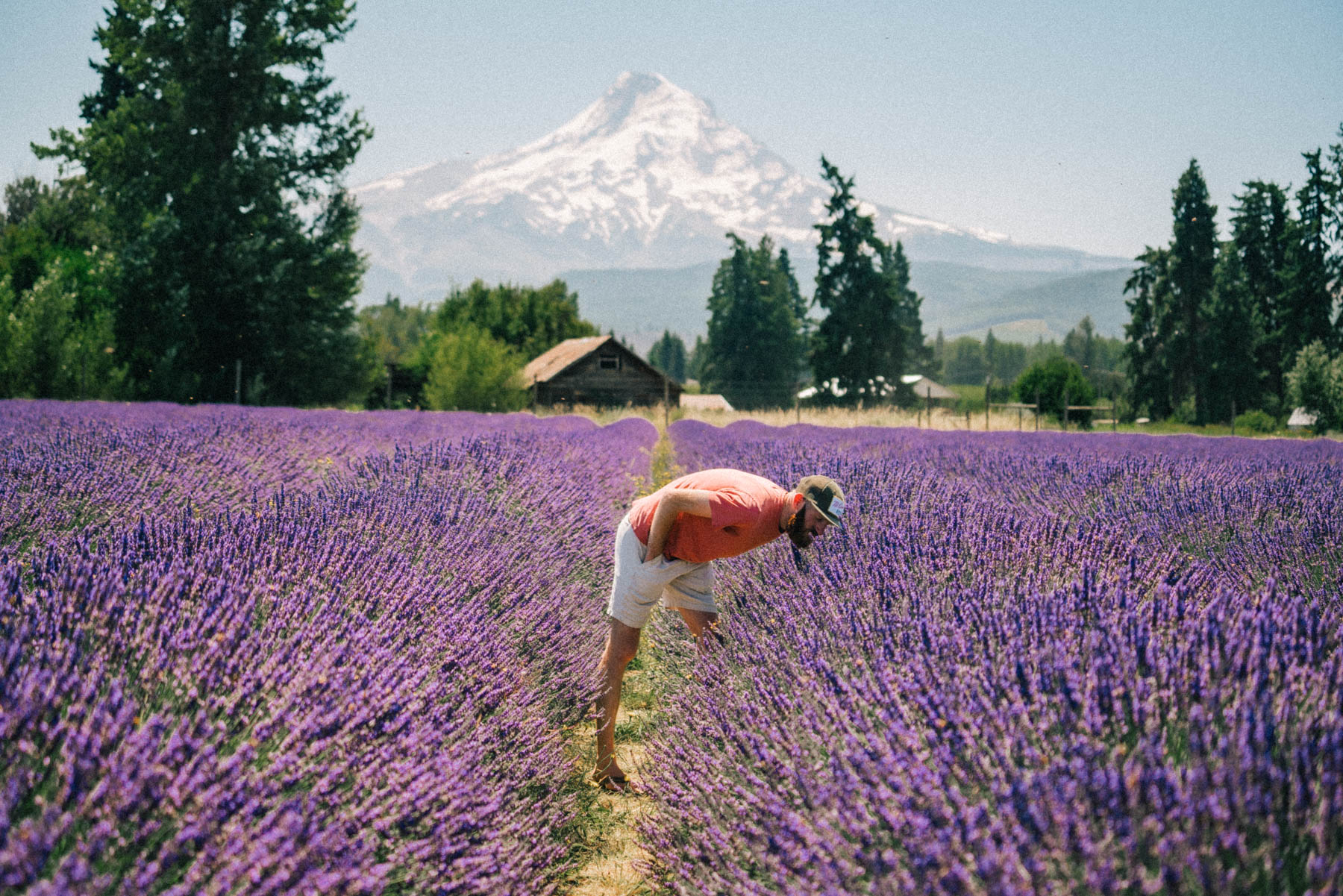 10 ENCHANTING Lavender Farms in Oregon Worth the Drive