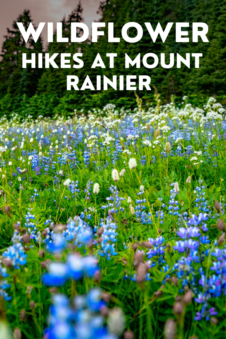 10+ EPIC WILDFLOWER Hikes at MT. RAINIER National Park (+Photos)