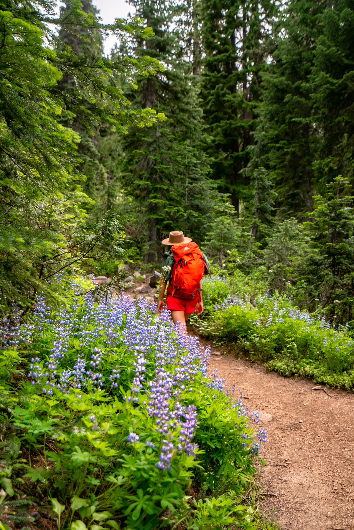 10+ EPIC WILDFLOWER Hikes at MT. RAINIER National Park (+Photos)