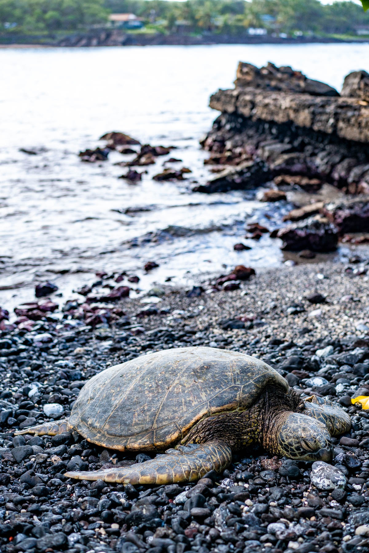 10 Places You Must Find Sea Turtles on Oahu 10 Places You Must Find Sea Turtles on Oahu