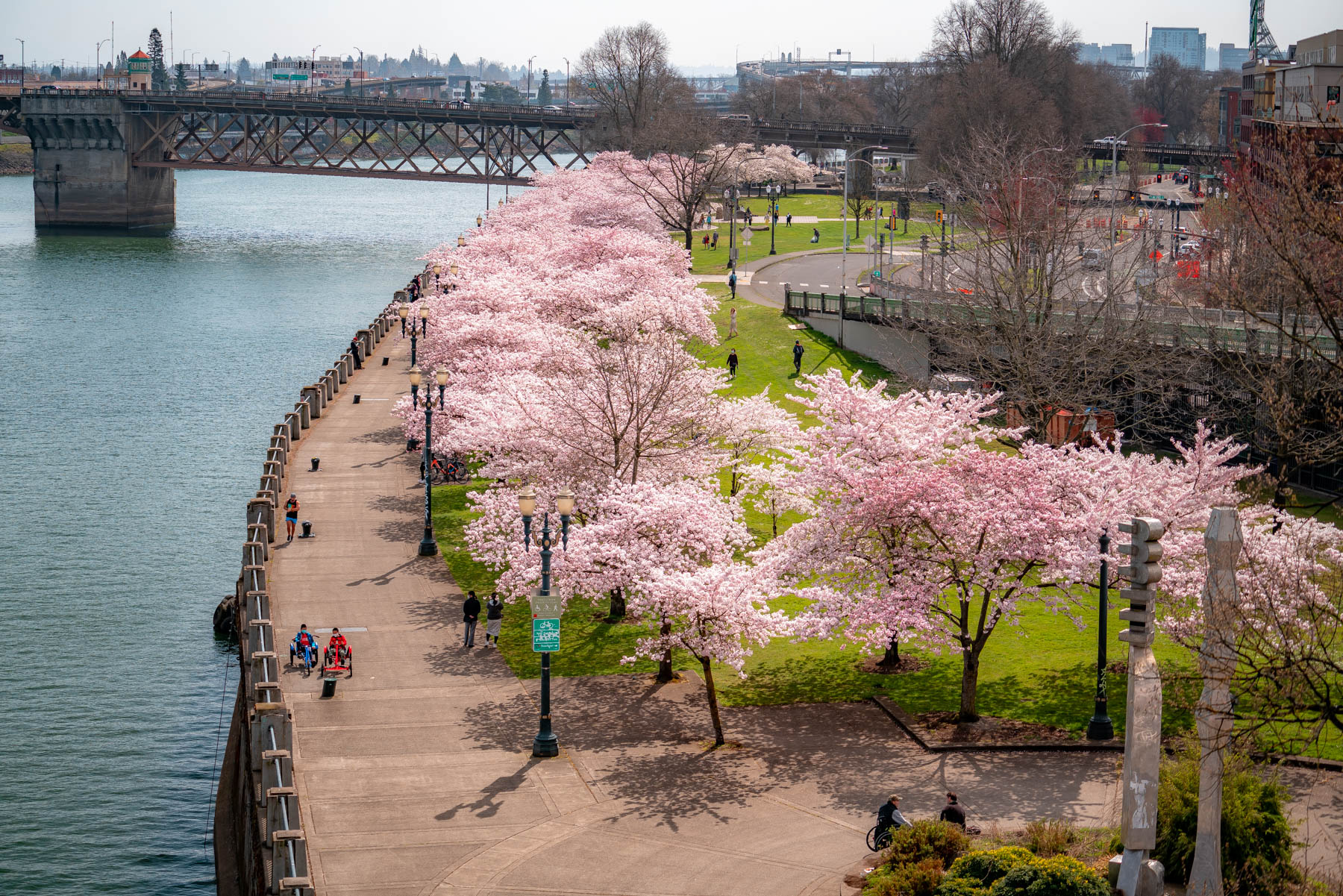 The Portland Cherry Blossom Tracker What to Expect 2021