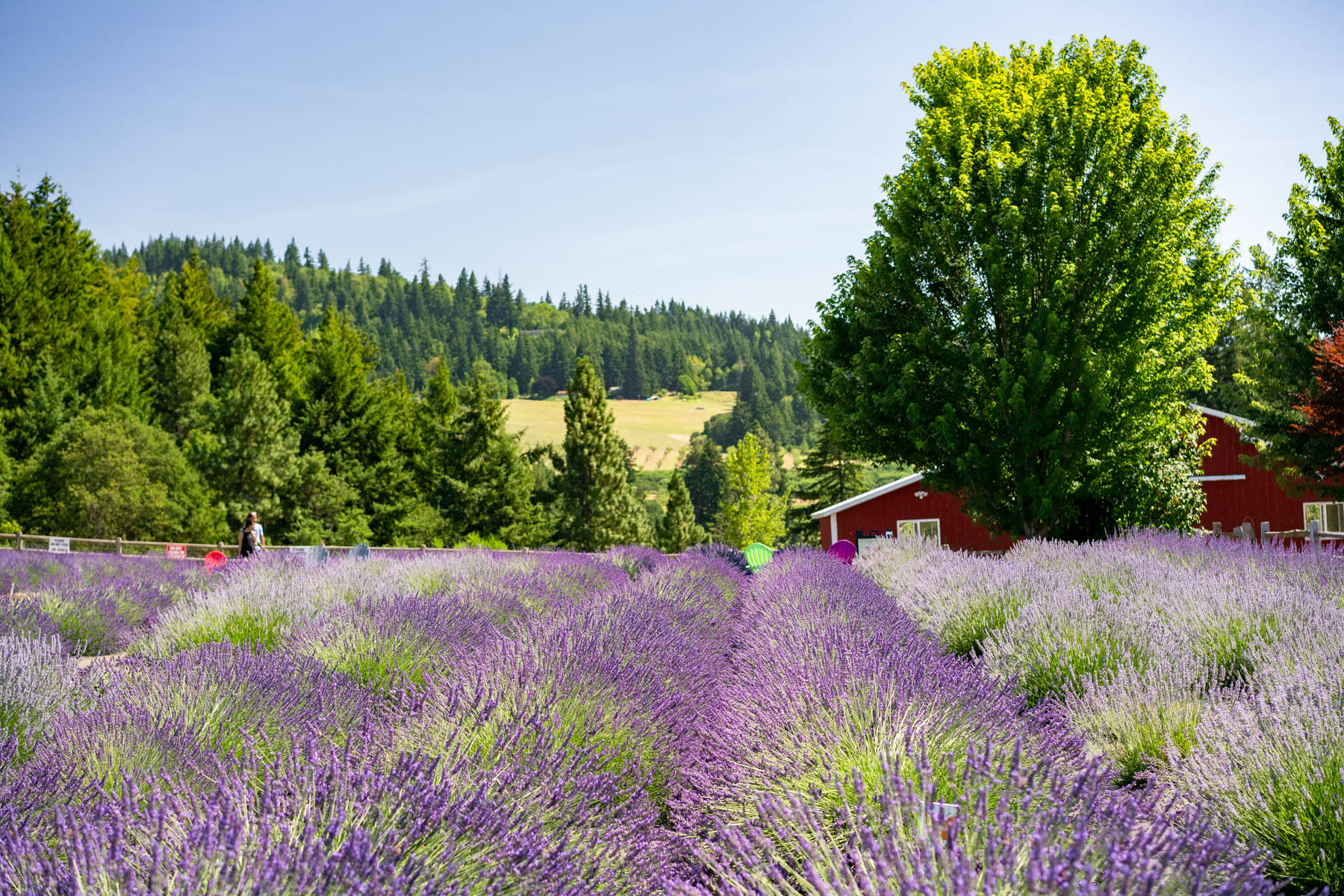 10 ENCHANTING Lavender Farms in Oregon Worth the Drive