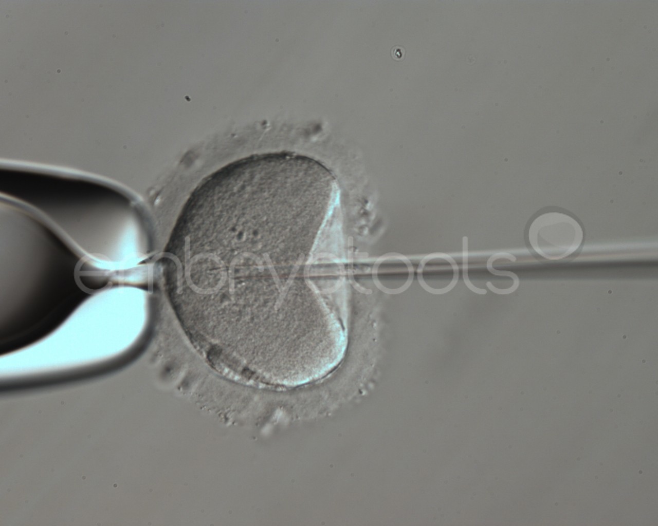 Frozen Hamster oocytes Embryotools