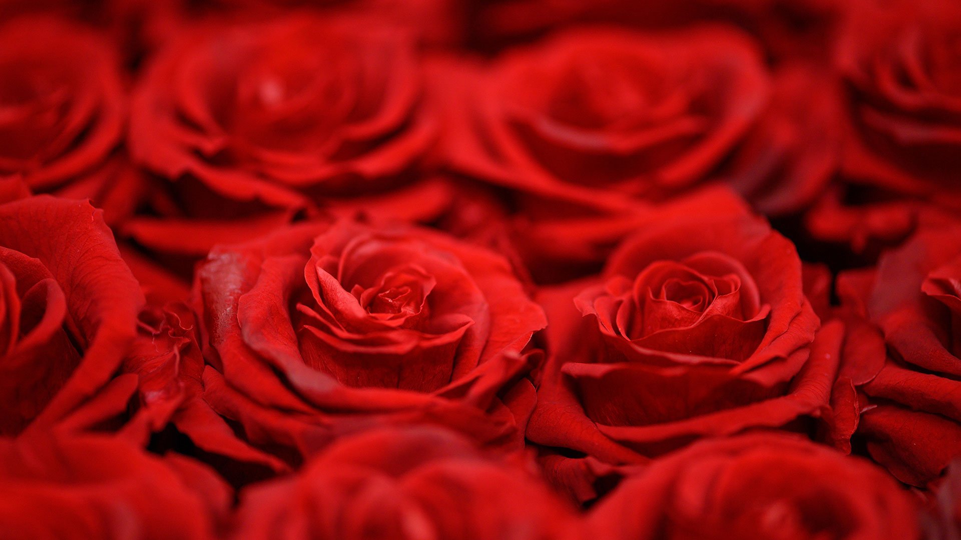 The hidden cost behind roses on Valentine’s Day emc3