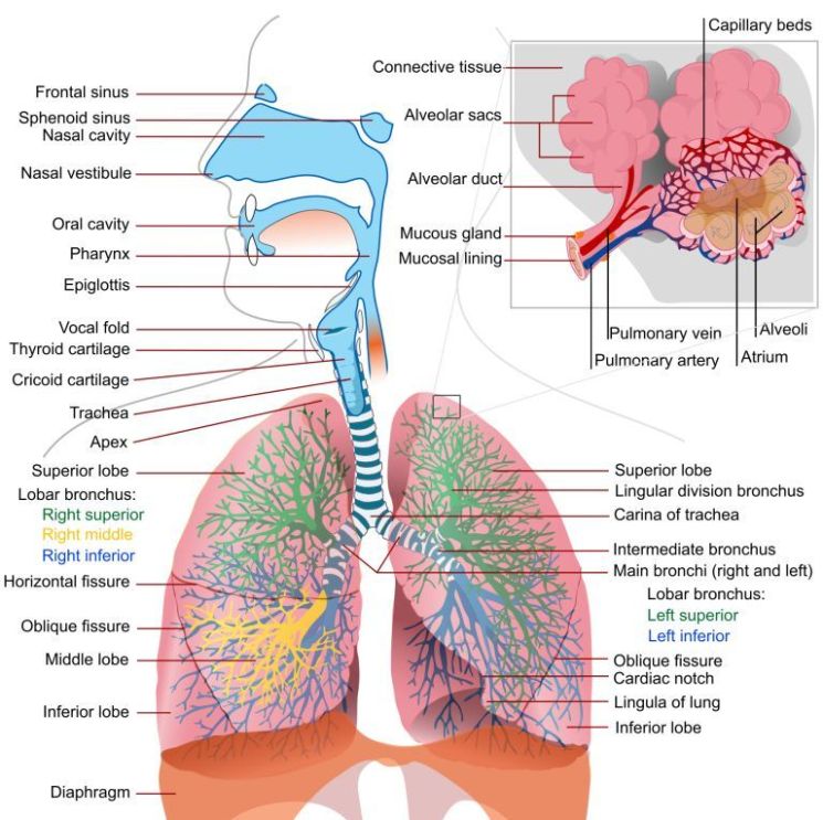 The Respiratory and Circulatory system davidtan9a