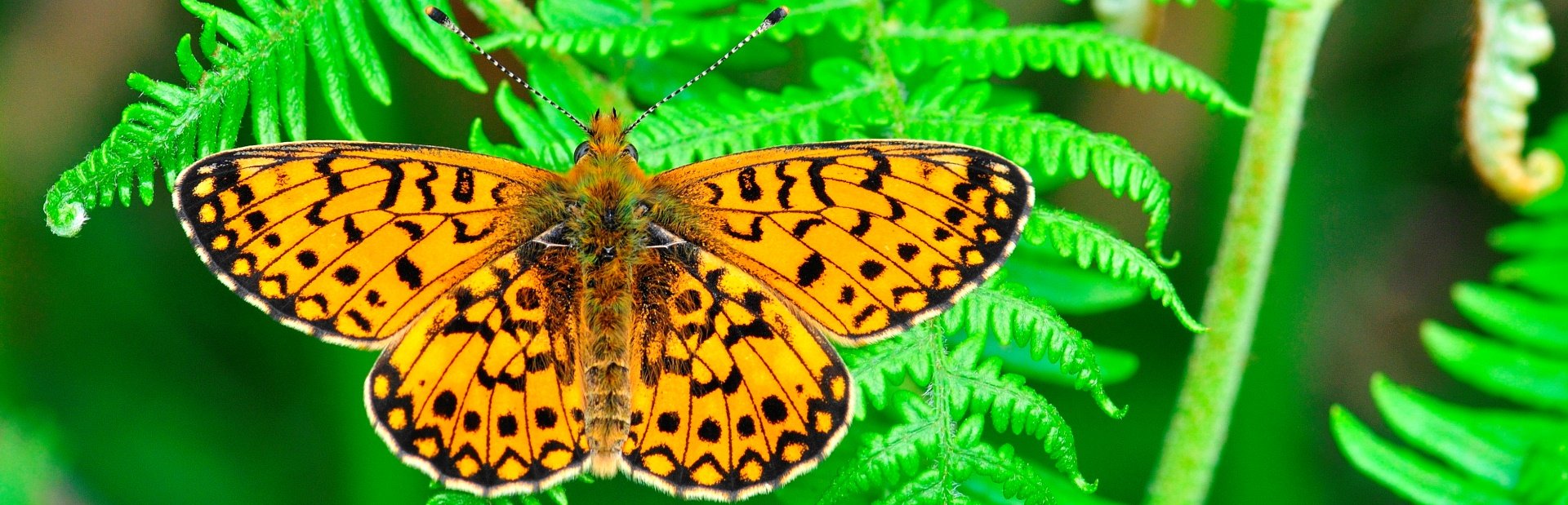 Butterfly, Moth and Dragonfly Surveys EMEC Ecology