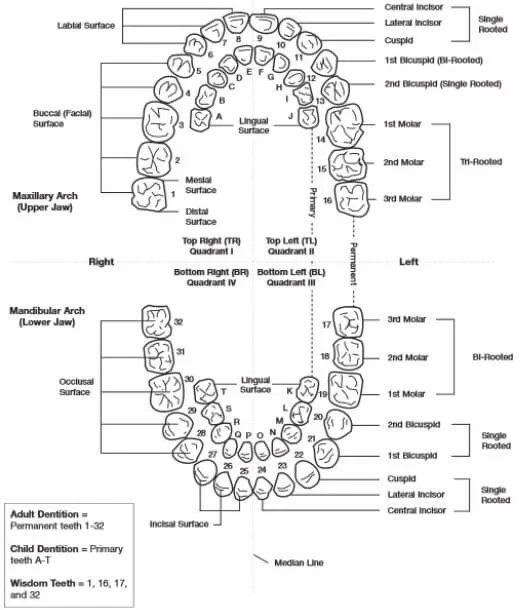 How Are Teeth Numbered and Teeth Numbering Charts - (2018 - Updated)