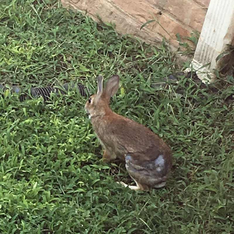 Rabbit With Leg Injury Makes Miracle Recovery EmerAidVet