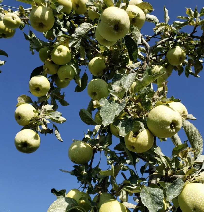 The 9 Best UPick Apple Orchards Near Seattle Emerald City Dream